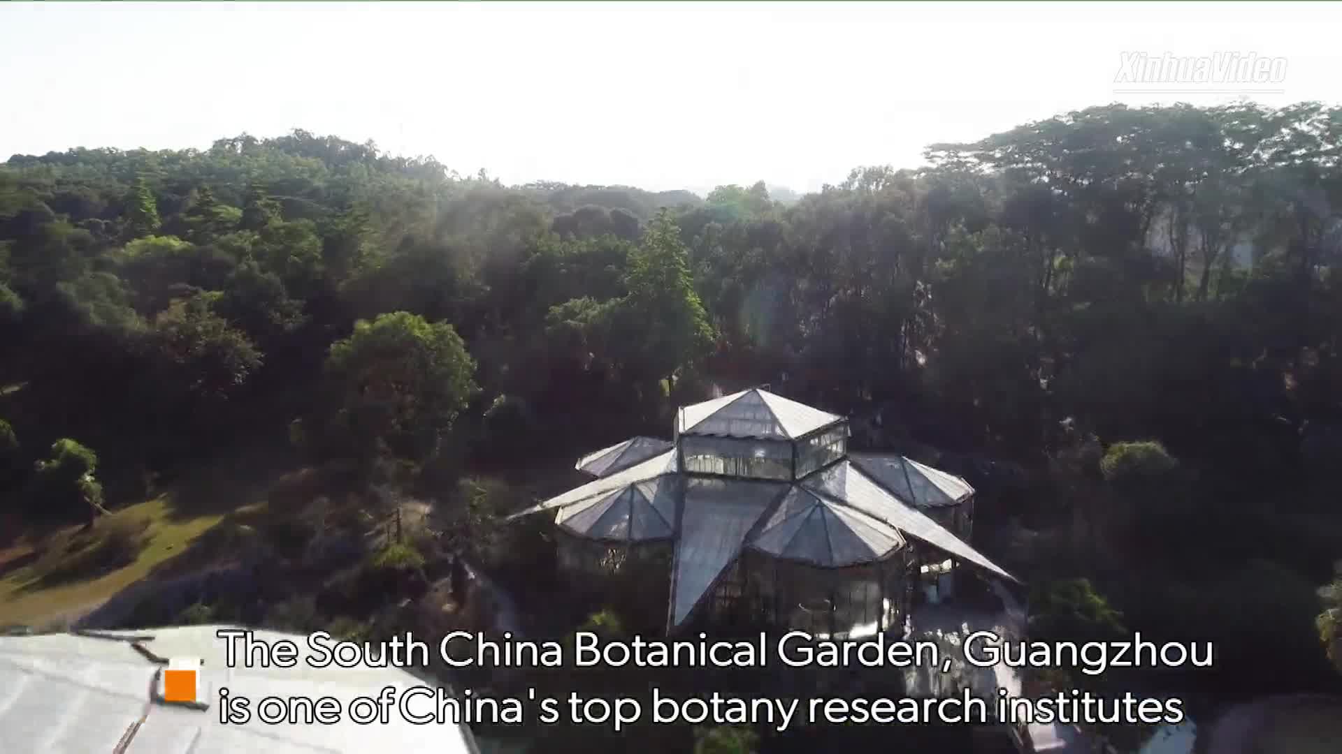 Chinese wisdom taking root in Amazon rainforestChina Story