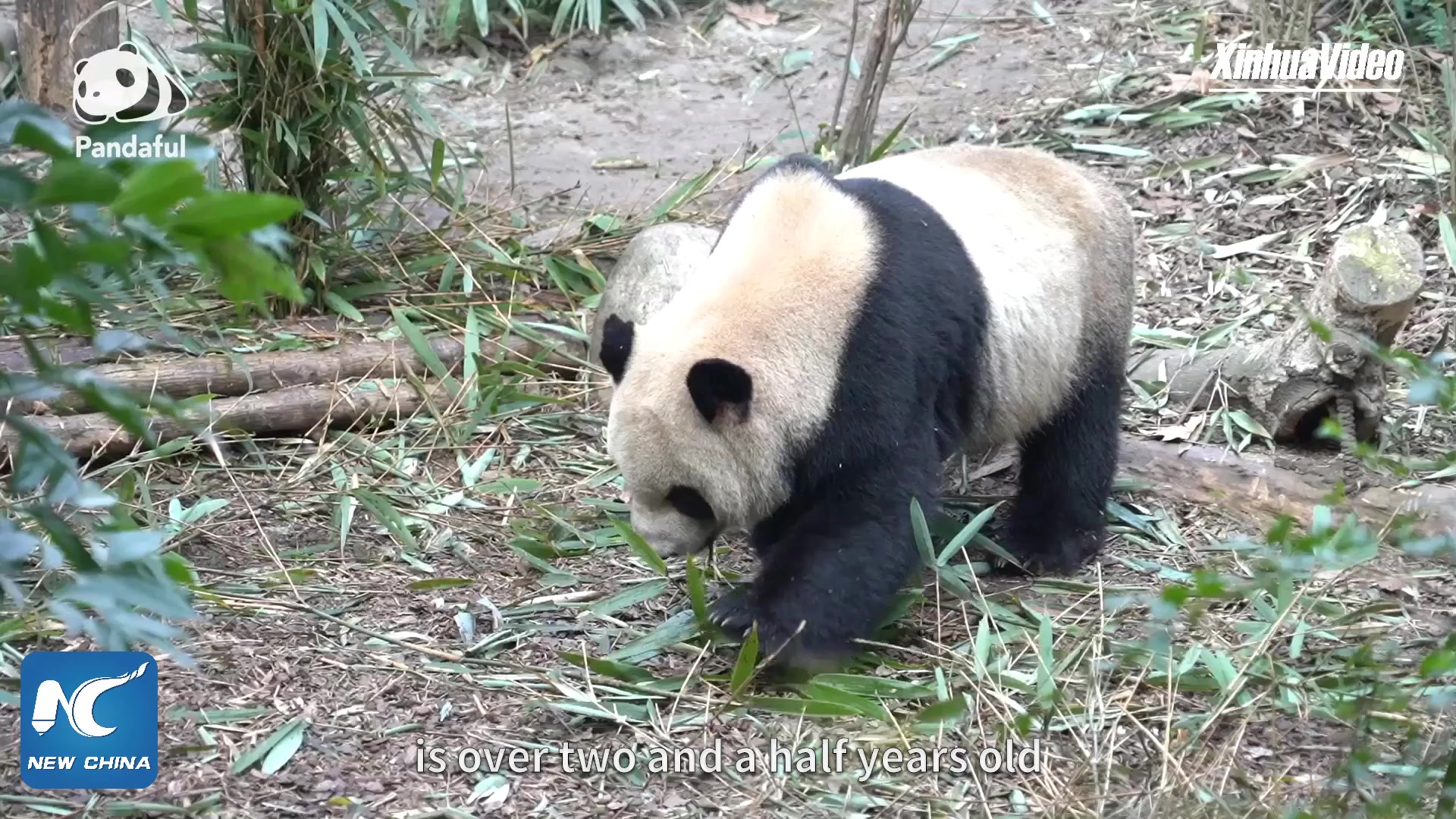 What does it feel like to touch a panda? | Pandaful Q & A-China Story